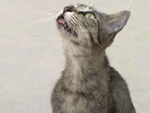 Gato raça SRD idade 2 anos nome Leon
