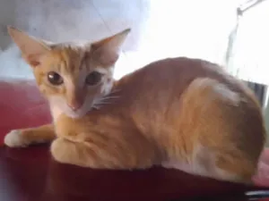 Gato raça SRD-ViraLata idade 2 a 6 meses nome Gigi e ton