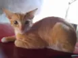 Gato raça SRD-ViraLata idade 2 a 6 meses nome Gigi e ton
