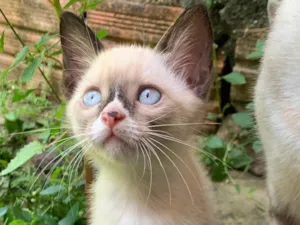 Gato raça Sem raça definida  idade 2 a 6 meses nome Gatinha 