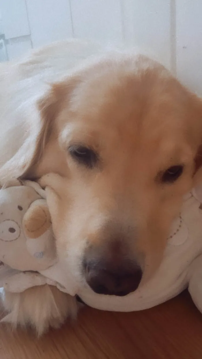 Cachorro ra a Golden Retrivier  idade 3 anos nome Balú 