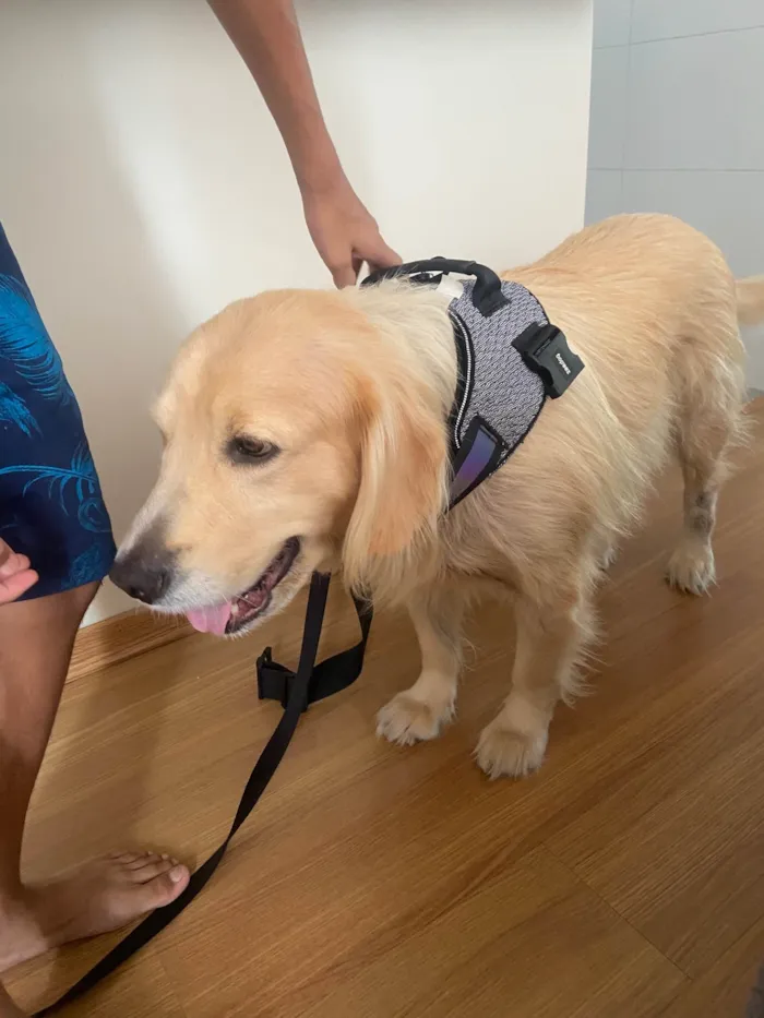 Cachorro ra a Golden Retrivier  idade 3 anos nome Balú 