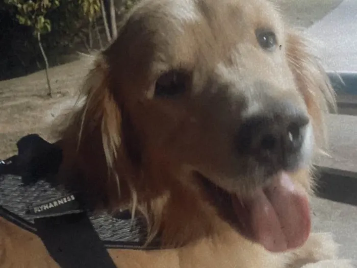 Cachorro ra a Golden Retrivier  idade 3 anos nome Balú 