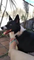 Timão
