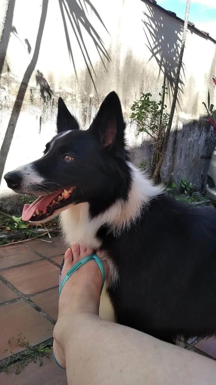Cachorro ra a Border Collie idade 5 anos nome Timão