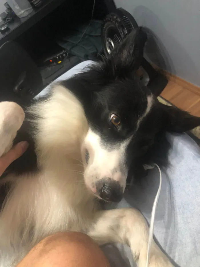 Cachorro ra a Border Collie idade 5 anos nome Timão