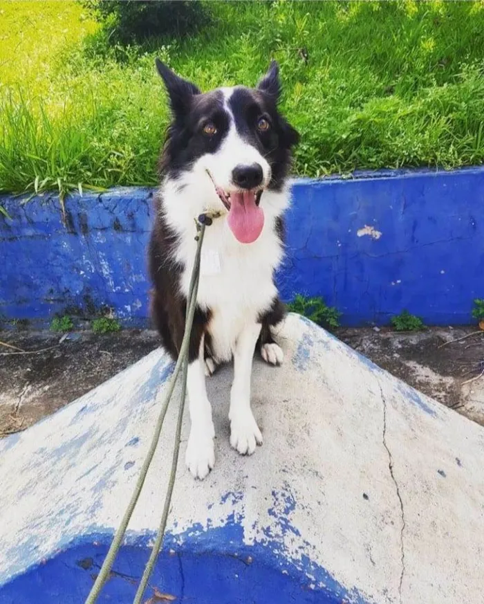 Cachorro ra a Border Collie idade 5 anos nome Timão