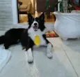Timão