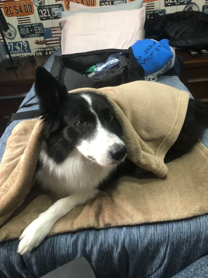 Cachorro ra a Border Collie idade 5 anos nome Timão