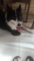 Timão