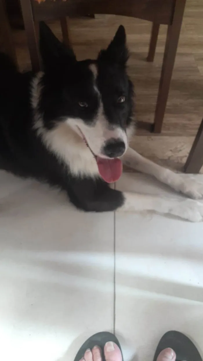 Cachorro ra a Border Collie idade 5 anos nome Timão
