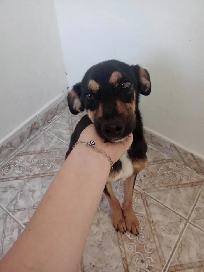 Cachorro ra a SRD-ViraLata idade 2 a 6 meses nome Luizinho, Rocky, Bolinha, Nino e Thor