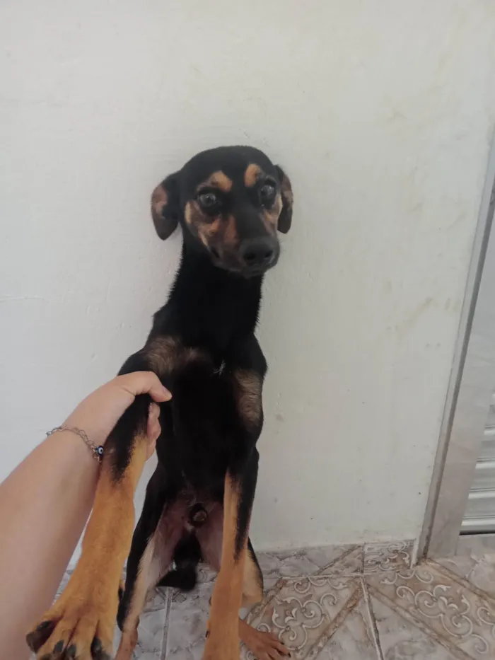 Cachorro ra a SRD-ViraLata idade 2 a 6 meses nome Luizinho, Rocky, Bolinha, Nino e Thor