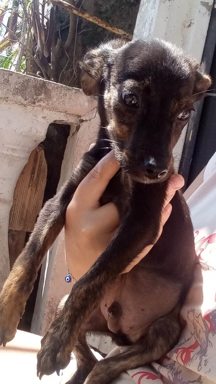 Cachorro ra a SRD-ViraLata idade 2 a 6 meses nome Luizinho, Rocky, Bolinha, Nino e Thor