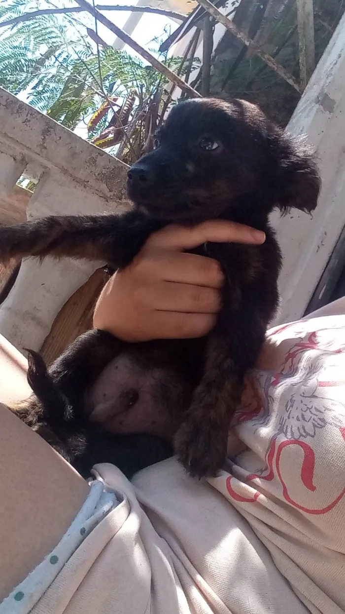 Cachorro ra a SRD-ViraLata idade 2 a 6 meses nome Luizinho, Rocky, Bolinha, Nino e Thor