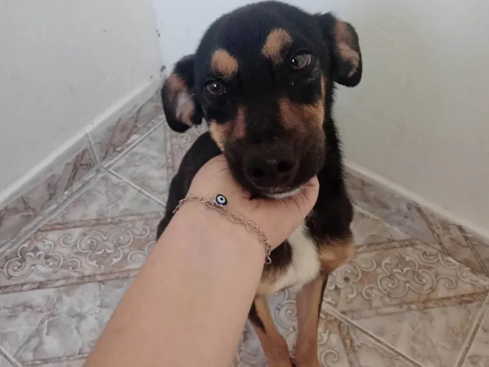 Cachorro ra a SRD-ViraLata idade 2 a 6 meses nome Luizinho, Rocky, Bolinha, Nino e Thor