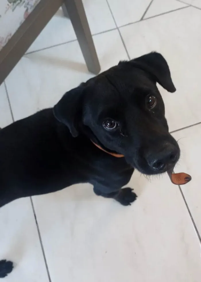 Cachorro ra a SRD-ViraLata idade 1 ano nome Black