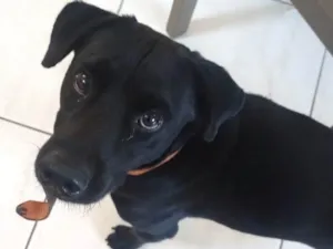 Cachorro raça SRD-ViraLata idade 1 ano nome Black