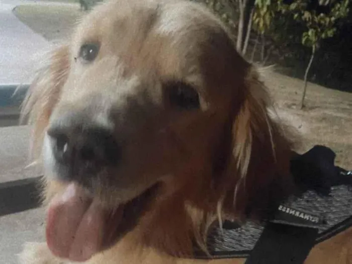 Cachorro ra a Golden Retrivier  idade 3 anos nome Balú 