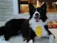 Timão