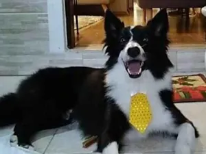 Cachorro raça Border Collie idade 5 anos nome Timão