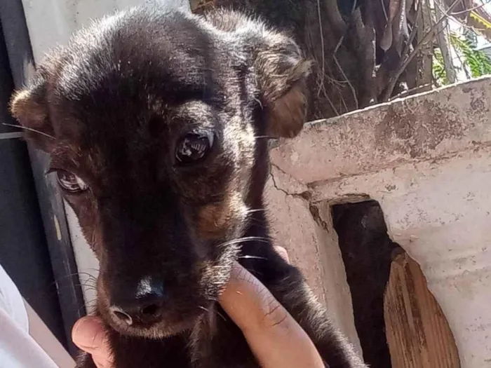 Cachorro ra a SRD-ViraLata idade 2 a 6 meses nome Luizinho, Rocky, Bolinha, Nino e Thor