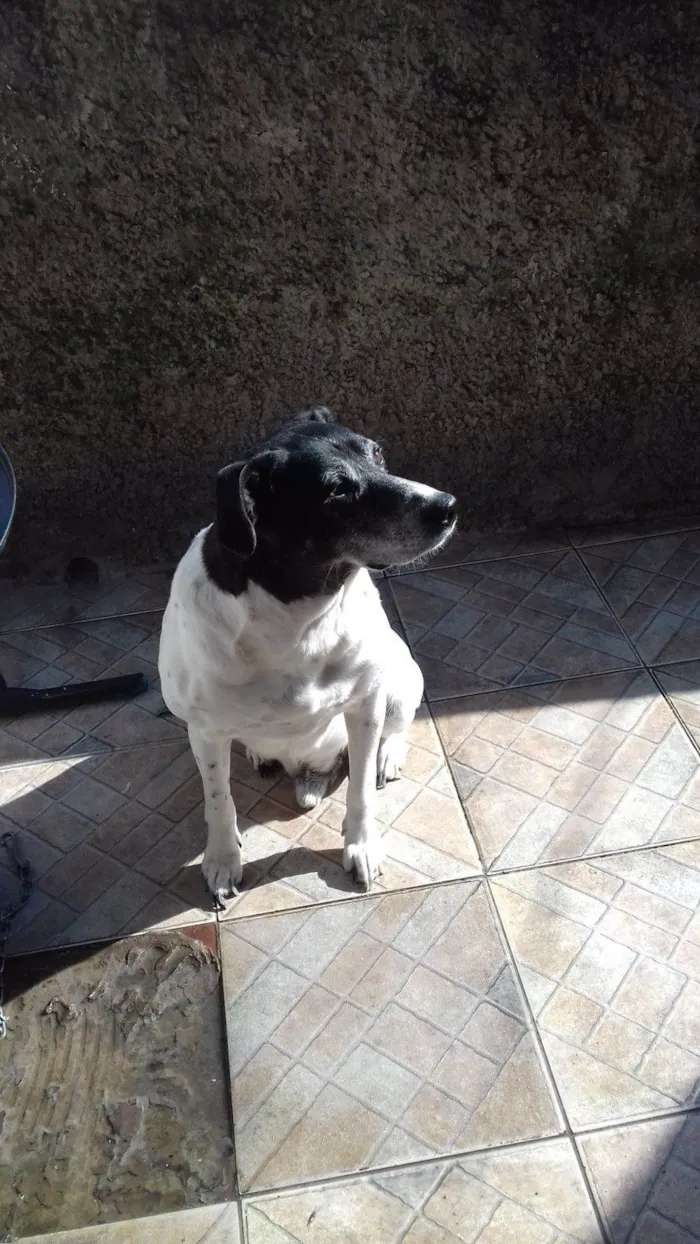 Cachorro ra a SRD-ViraLata idade 4 anos nome Boby