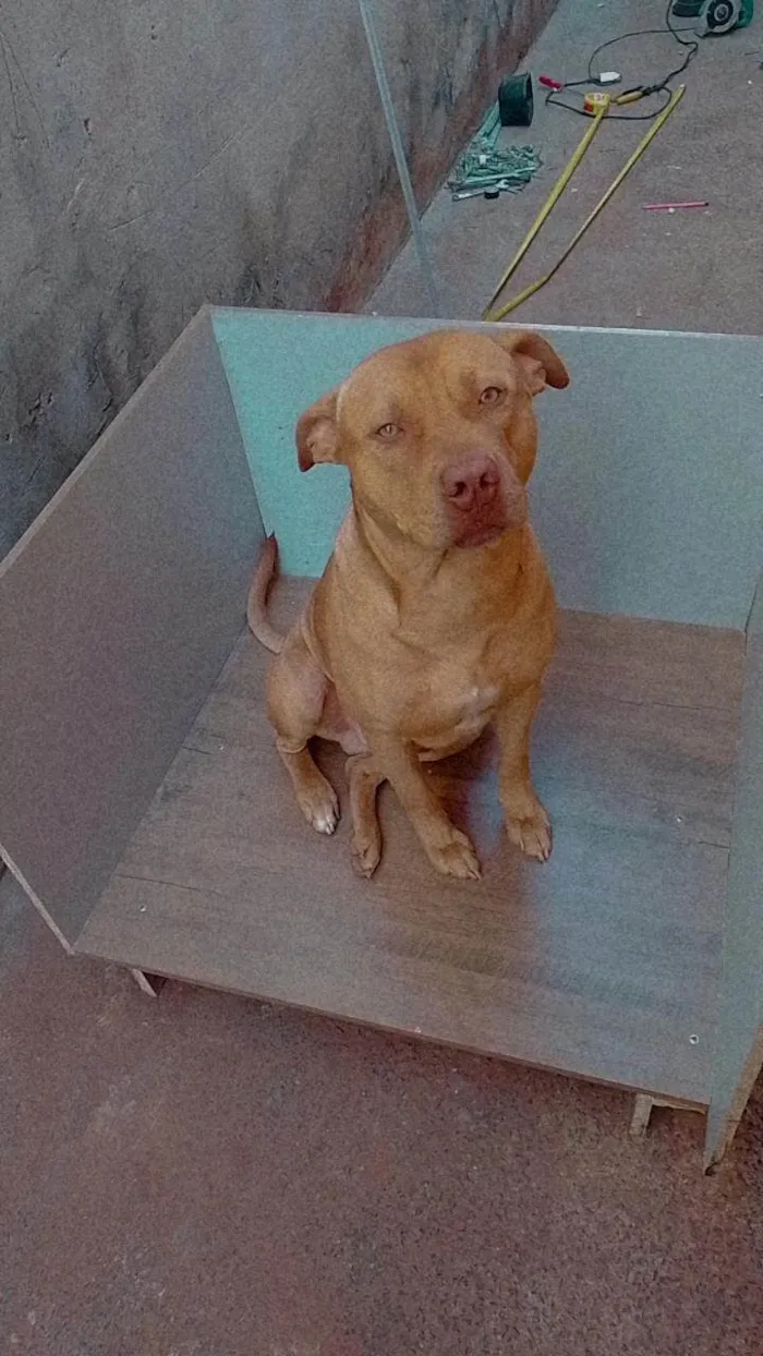 Cachorro ra a Pitbull  idade 2 anos nome Barão 