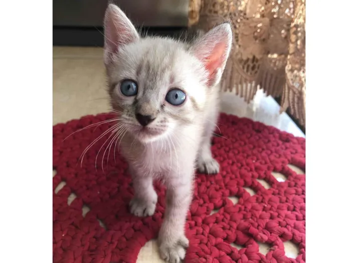 Gato ra a  idade Abaixo de 2 meses nome Sem nome 