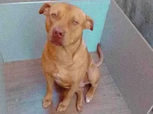 Cachorro raça Pitbull  idade 2 anos nome Barão 