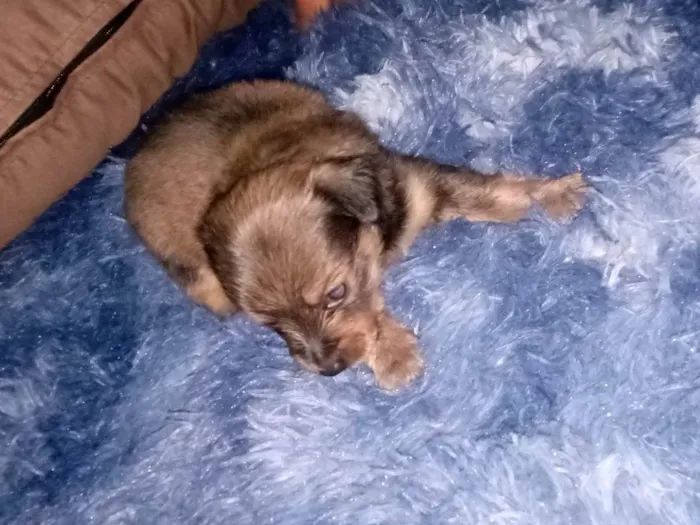 Cachorro raça Pinscher idade Abaixo de 2 meses nome Teco