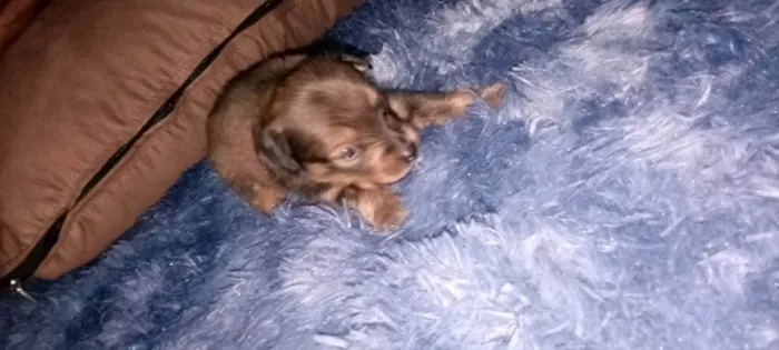 Cachorro raça Pinscher idade Abaixo de 2 meses nome Teco