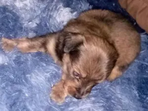 Cachorro raça Pinscher idade Abaixo de 2 meses nome Teco