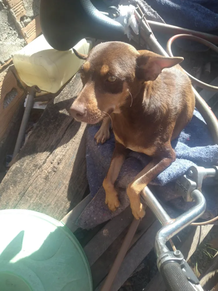 Cachorro ra a Vira lata com pincher e uma labradora pura idade 2 a 6 meses nome Pitty e pantera