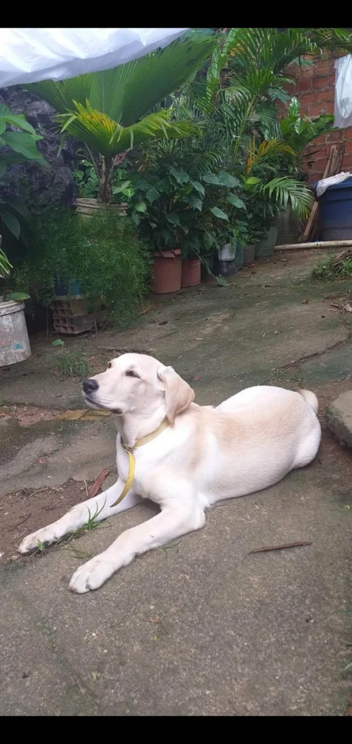 Cachorro ra a  idade 7 a 11 meses nome Mel