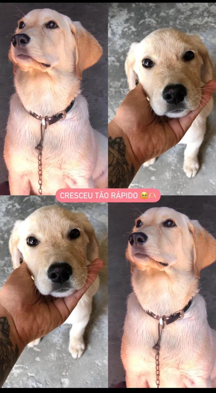 Cachorro ra a  idade 7 a 11 meses nome Mel