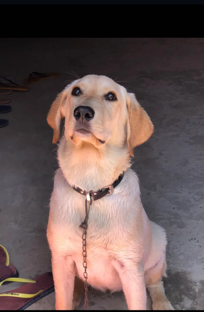 Cachorro ra a  idade 7 a 11 meses nome Mel
