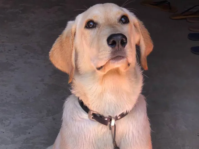 Cachorro ra a  idade 7 a 11 meses nome Mel