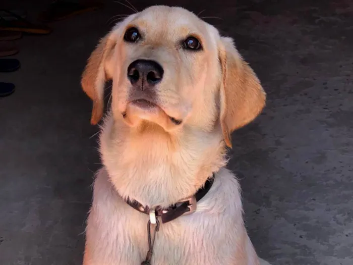 Cachorro ra a  idade 7 a 11 meses nome Mel