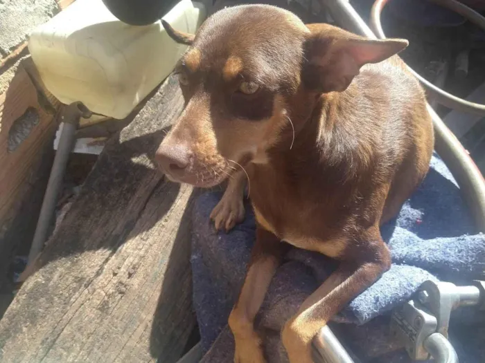 Cachorro ra a Vira lata com pincher e uma labradora pura idade 2 a 6 meses nome Pitty e pantera