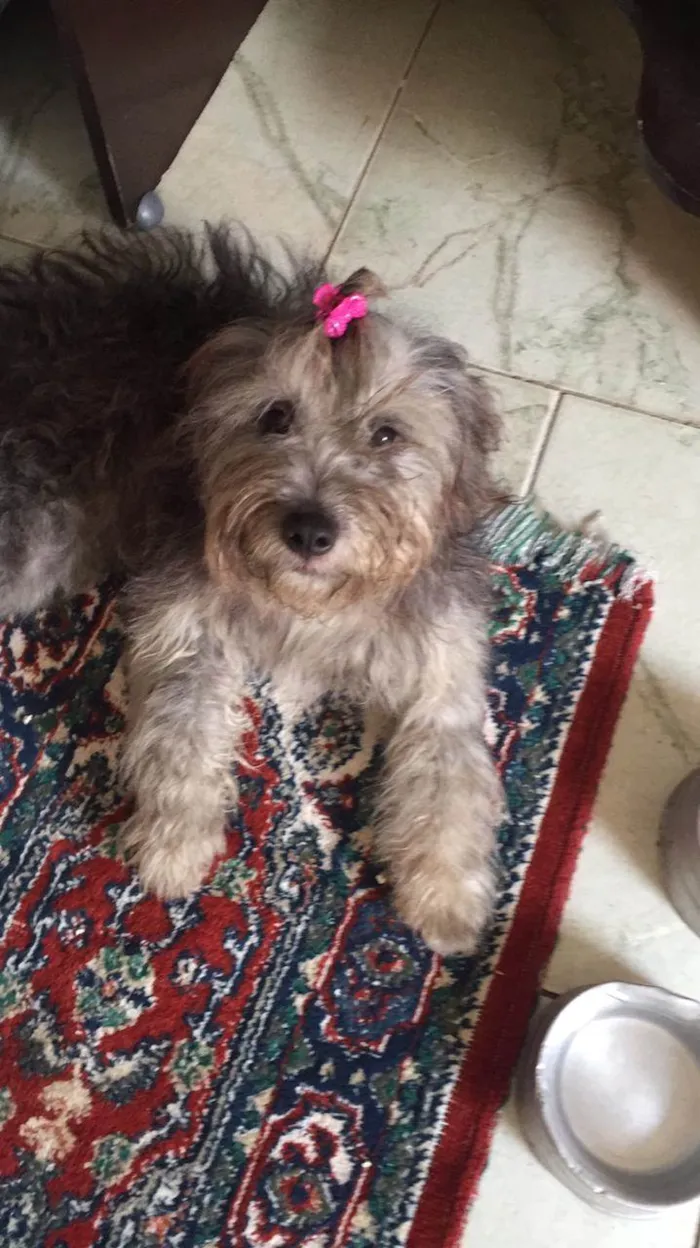 Cachorro ra a Indefinida idade 1 ano nome Nina