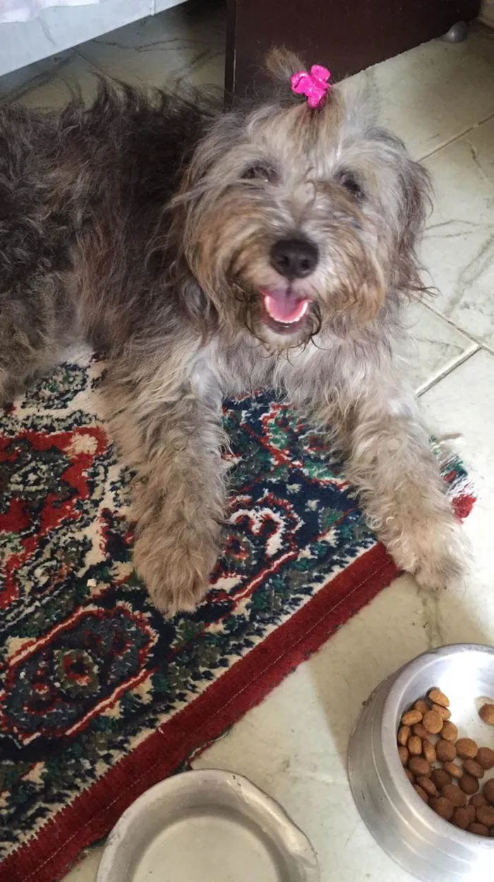 Cachorro ra a Indefinida idade 1 ano nome Nina