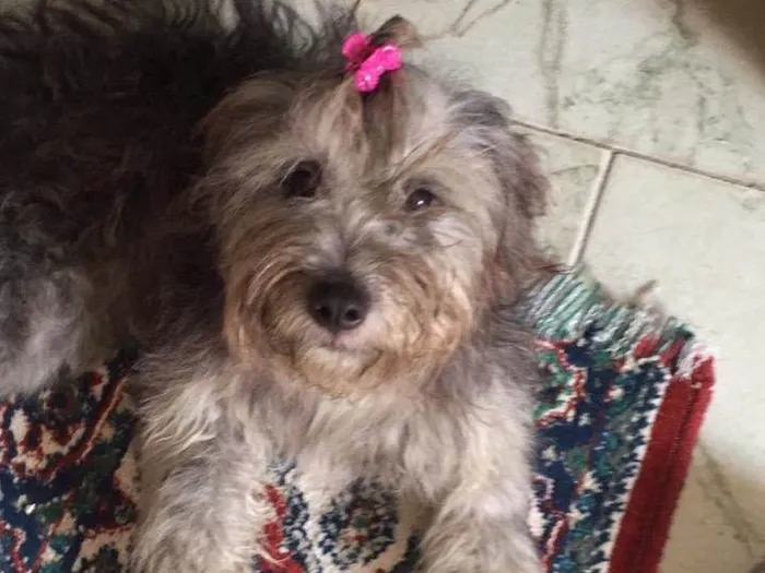 Cachorro ra a Indefinida idade 1 ano nome Nina