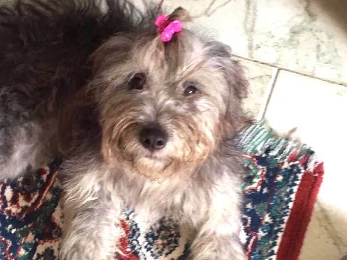 Cachorro ra a Indefinida idade 1 ano nome Nina
