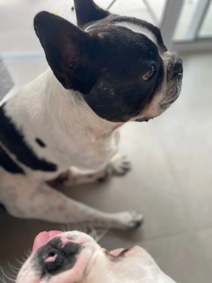 Cachorro ra a Bulldog Francês idade 3 anos nome Thor