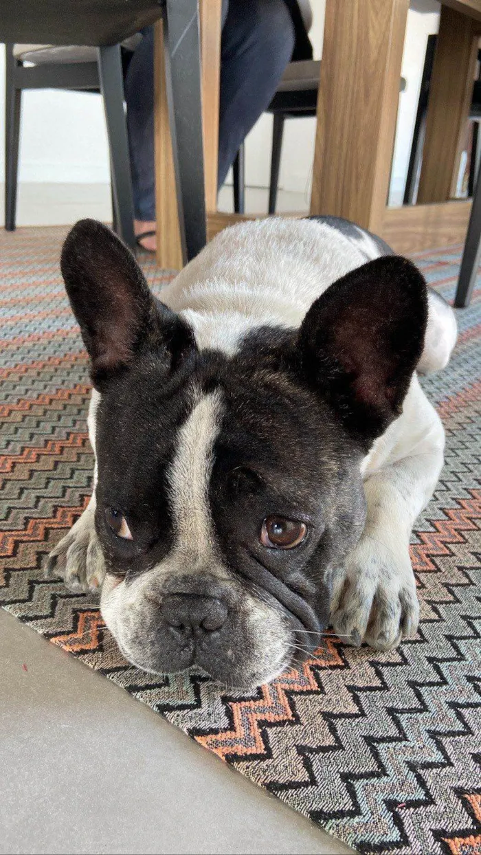 Cachorro ra a Bulldog Francês idade 3 anos nome Thor