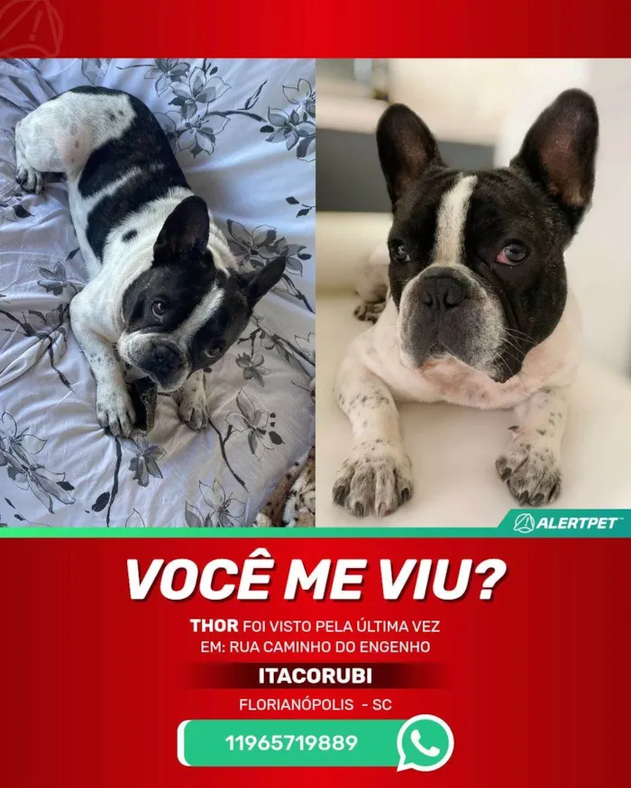 Cachorro ra a Bulldog Francês idade 3 anos nome Thor
