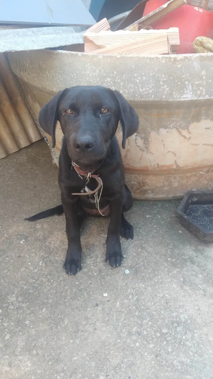 Cachorro ra a Labradora idade 2 a 6 meses nome Pantera 