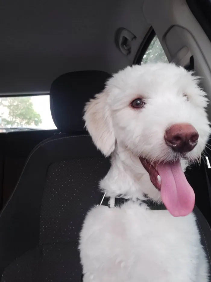 Cachorro ra a Poodle idade 1 ano nome Node