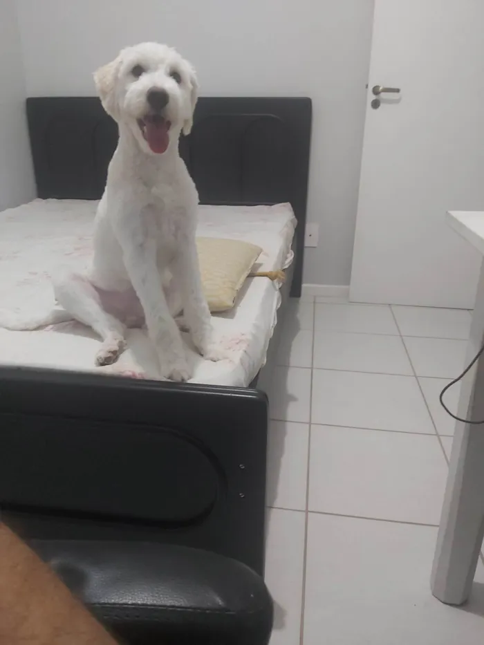 Cachorro ra a Poodle idade 1 ano nome Node